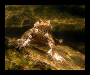 Frog Life II. by Veronika Matějková 